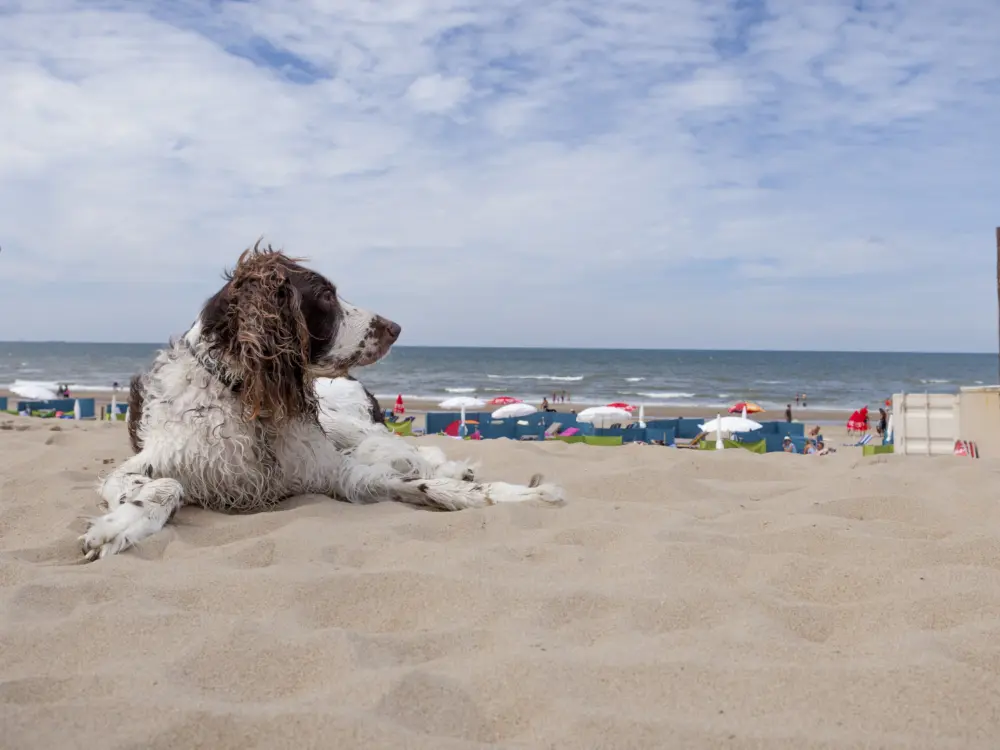 Ook je huisdier mag mee