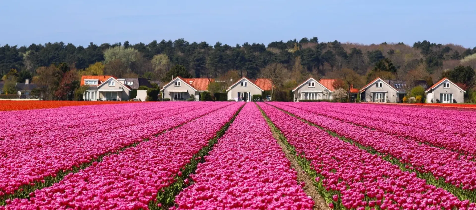 Bollenvelden zicht op duinpark