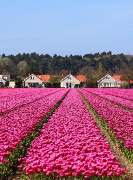 Bollenvelden zicht op duinpark